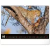 Falinaptár képes  480x330mm Wild Africa Realsystem 2027.