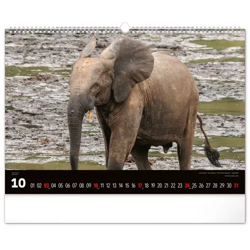 Falinaptár képes  480x330mm Wild Africa Realsystem 2027.