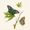 Falinaptár képes lemeznaptár 300x300mm, Butterflies Realsystem 2027.