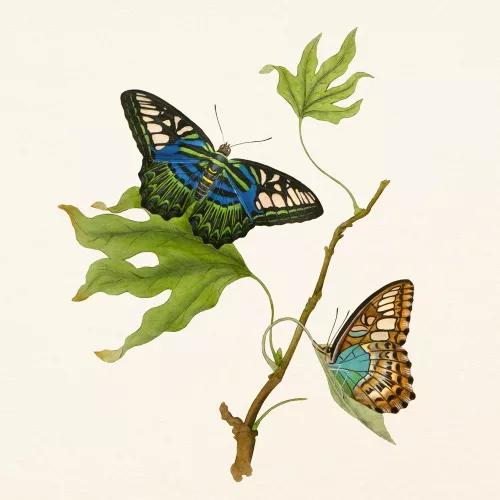 Falinaptár képes lemeznaptár 300x300mm, Butterflies Realsystem 2027.