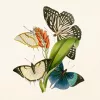Falinaptár képes lemeznaptár 300x300mm, Butterflies Realsystem 2027.