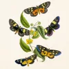 Falinaptár képes lemeznaptár 300x300mm, Butterflies Realsystem 2027.