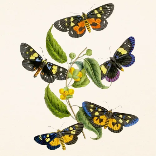 Falinaptár képes lemeznaptár 300x300mm, Butterflies Realsystem 2027.