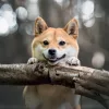 Falinaptár képes lemeznaptár 300x300mm, Happy Doge Realsystem 2027.