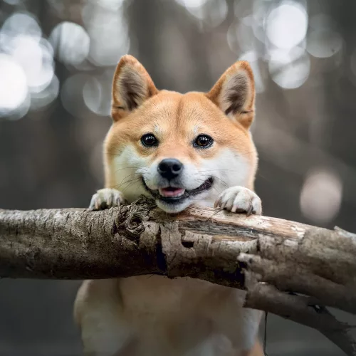 Falinaptár képes lemeznaptár 300x300mm, Happy Doge Realsystem 2027.