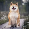 Falinaptár képes lemeznaptár 300x300mm, Happy Doge Realsystem 2027.