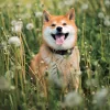 Falinaptár képes lemeznaptár 300x300mm, Happy Doge Realsystem 2027.
