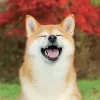 Falinaptár képes lemeznaptár 300x300mm, Happy Doge Realsystem 2027.