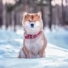 Falinaptár képes lemeznaptár 300x300mm, Happy Doge Realsystem 2027.