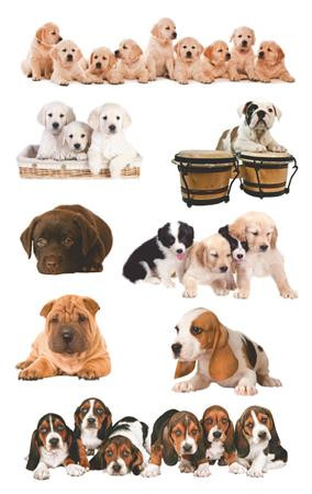 AVERY ZWECKFORM Matrica, papír,  3 ív, 76x120 mm, AVERY ZWECKFORM, "Z-Design No.55972", kölyök kutyák