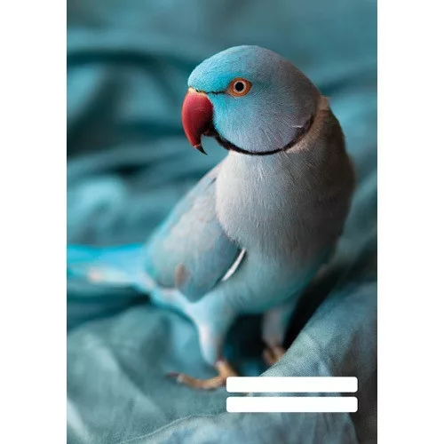 Füzet pd kisalakú 32 lapos 27-32 kockás Colores