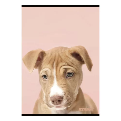 Füzet sima STREET A/4 54 lapos Friends