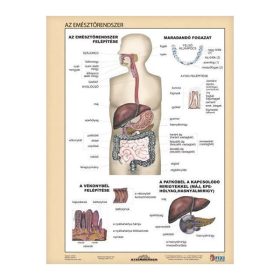 Tanulói munkalap STIEFEL A/4 emésztőrendszer - emésztés