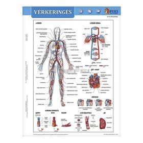 Tanulói munkalap STIEFEL A/4 vérkeringés