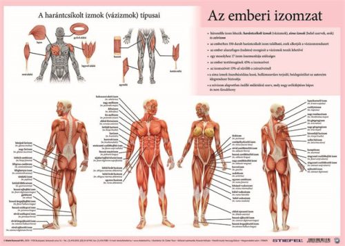 STIEFEL Könyökalátét, kétoldalas, A3, STIEFEL "Az emberi vázizomzat / érzékszervek"