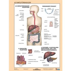   STIEFEL Tanulói munkalap, A4,  STIEFEL "Az emésztőrendszer"
