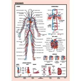   STIEFEL Tanulói munkalap, A4,  STIEFEL "Vérkeringés"