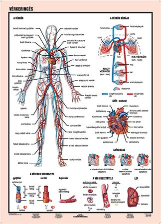 STIEFEL Tanulói munkalap, A4,  STIEFEL "Vérkeringés"